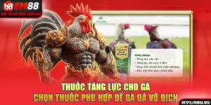 Thuốc Tăng Lực Cho Gà - Chọn Thuốc Phù Hợp Để Gà Đá Vô Địch