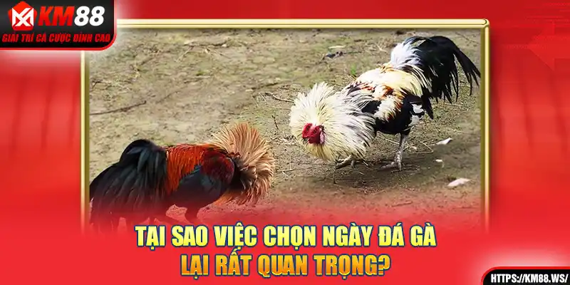 Tại sao việc chọn ngày đá gà lại rất quan trọng?