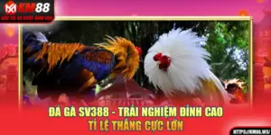 Đá Gà SV388 - Trải Nghiệm Đỉnh Cao, Tỉ Lệ Thắng Cực Lớn