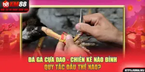 Đá Gà Cựa Dao - Chiến Kê Nào Đỉnh, Quy Tắc Đấu Thế Nào?