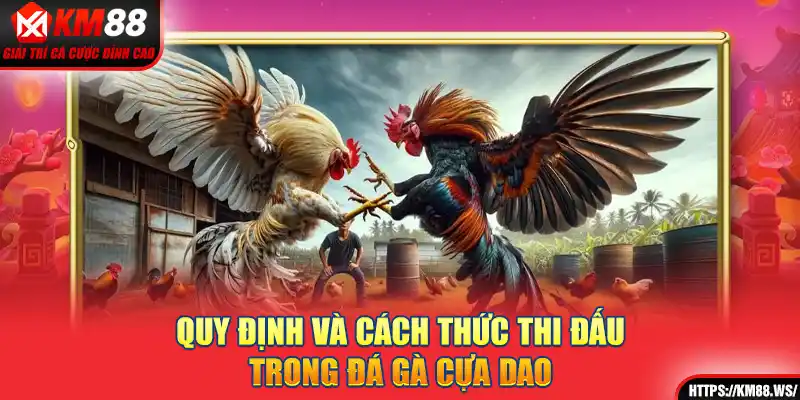 Quy định và cách thức thi đấu trong đá gà cựa dao