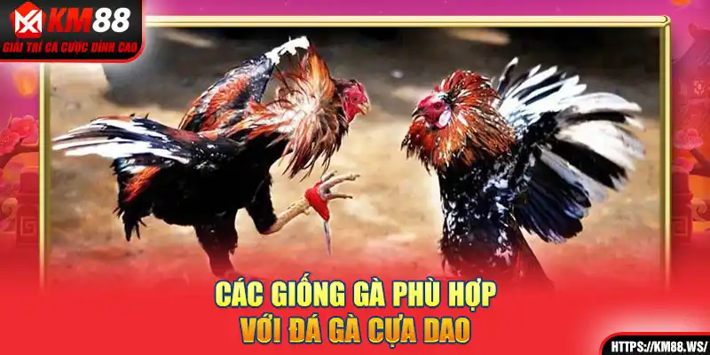 Các giống gà phù hợp với đá gà cựa dao